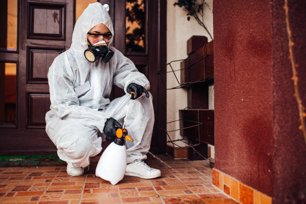 Reliable Wasp Removal contractor in Orland Park, IL by Show Me Pest Control